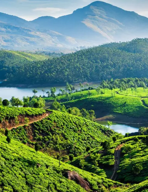 Discover the Scenic Tea Hills of Munnar